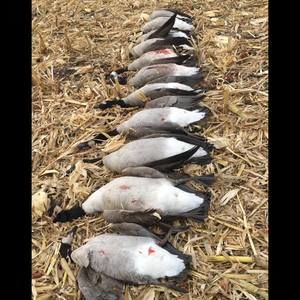 Meet your Posher, Logan